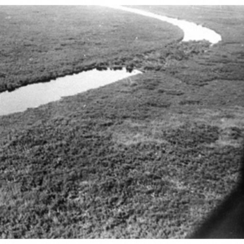 Des îlots de papyrus forment barrage sur le Bief Supérieur